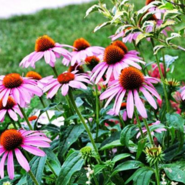 冠森 松果菊 多年草本植物紫锥花   花朵大型