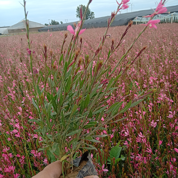庭院花卉 山桃草 山桃草种植基地