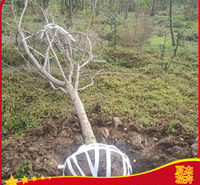 樱花树报价  樱花树批发  ；樱花树种植厂家 