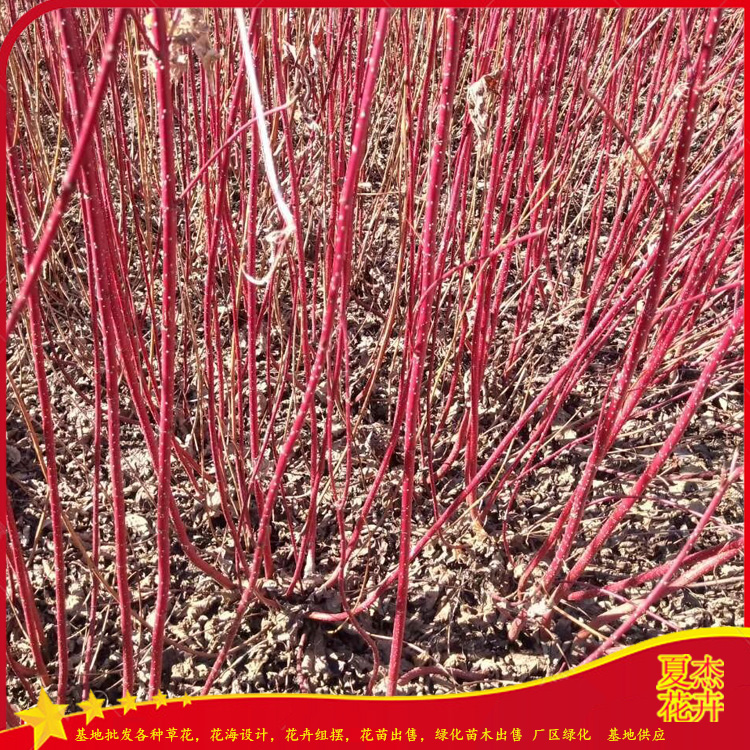 红瑞木种植基地  盆栽红瑞木出售  红瑞木报价 夏杰苗木基地