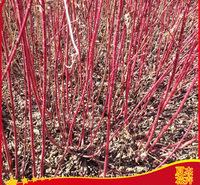 红瑞木种植基地  盆栽红瑞木出售  红瑞木报价 夏杰苗木基地