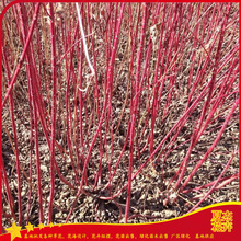 红瑞木种植基地  盆栽红瑞木出售  红瑞木报价 夏杰苗木基地