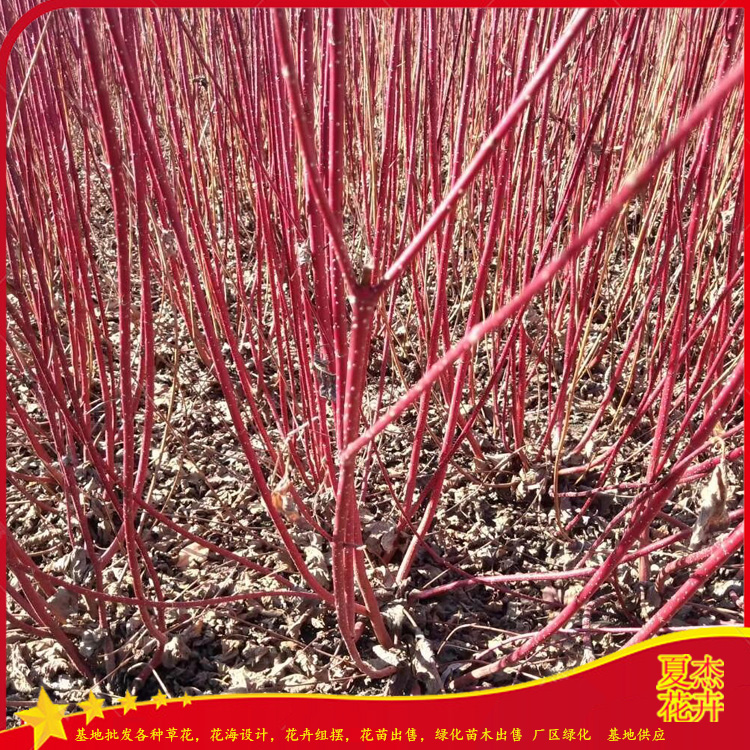 红瑞木批发  红瑞木出售  红瑞木种植基地