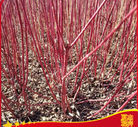 红瑞木批发  红瑞木出售  红瑞木种植基地