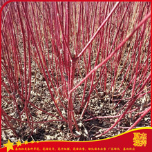 红瑞木批发  红瑞木出售  红瑞木种植基地