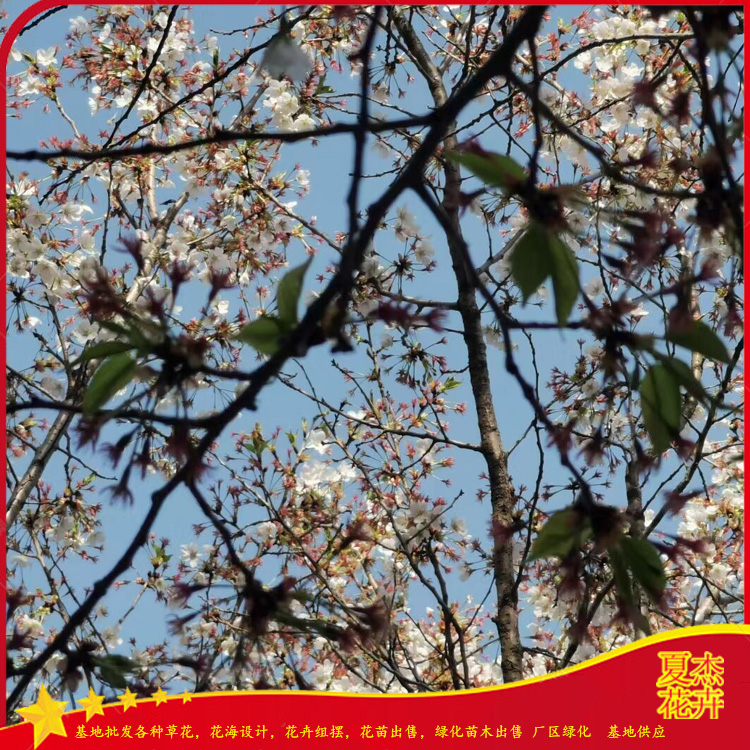 樱花树批发价格  樱花树种植基地 樱花树供货商 