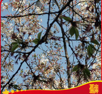 樱花树批发价格  樱花树种植基地 樱花树供货商 