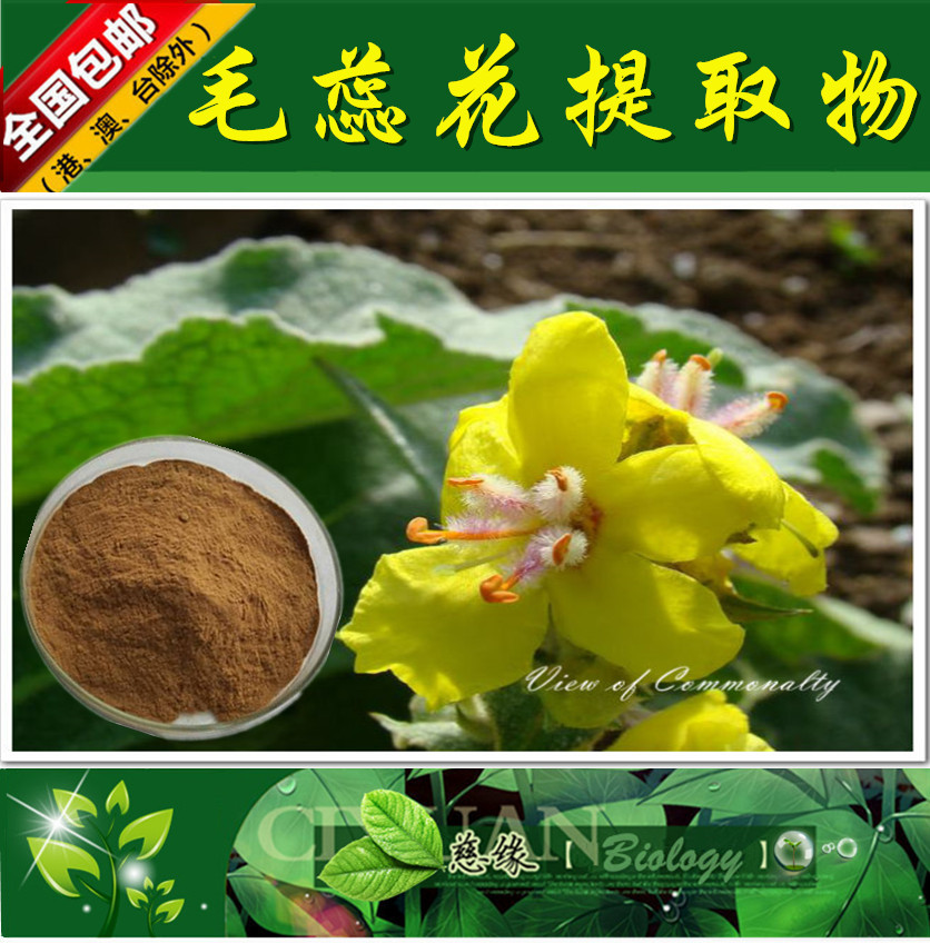 毛蕊花提取物 10:1 牛耳草提取物【SC厂家】毛蕊花粉