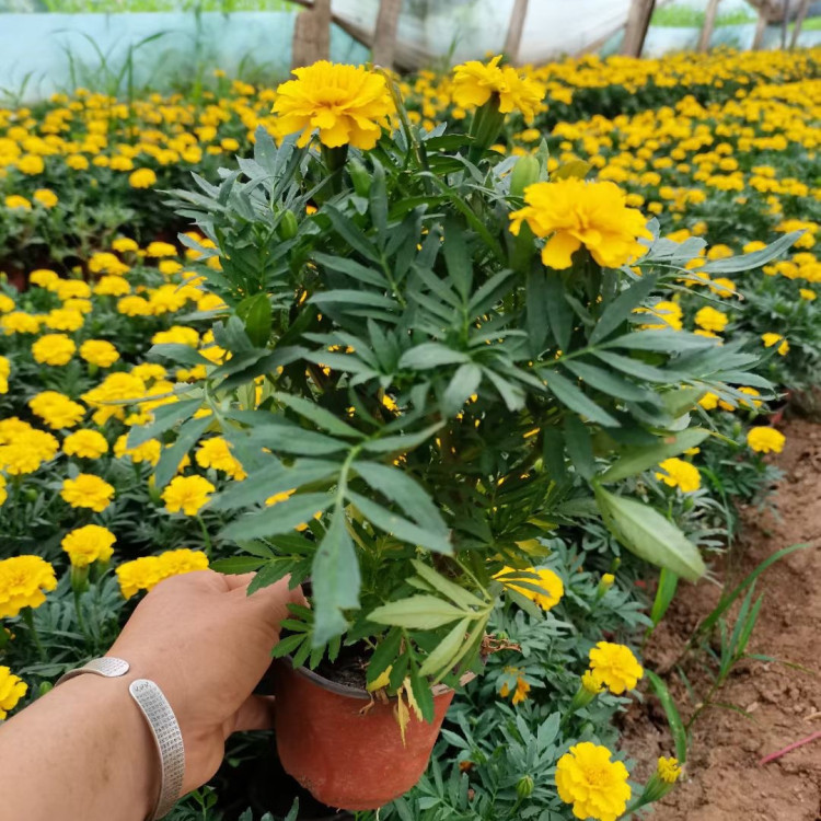  欢迎实地选苗  孔雀草价格  花海景观工程报价