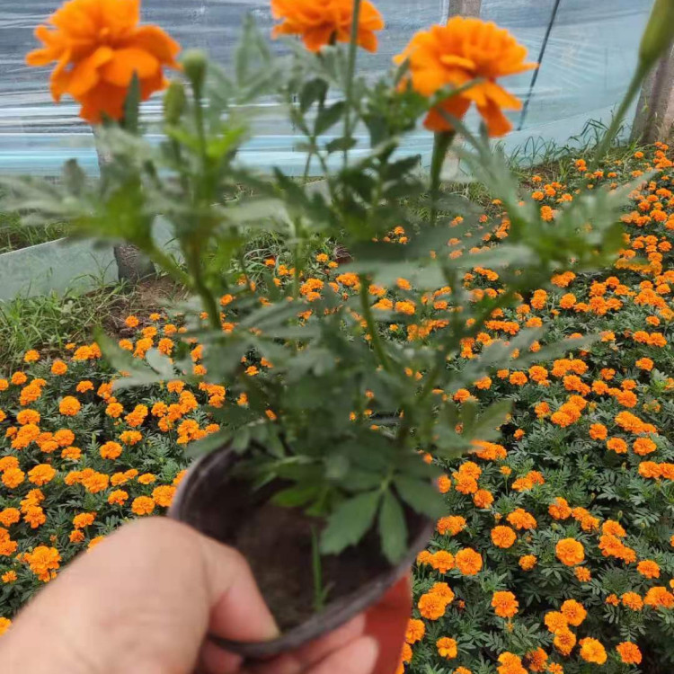 花坛点缀孔雀草  孔雀草小苗价格  夏秋常用花卉 