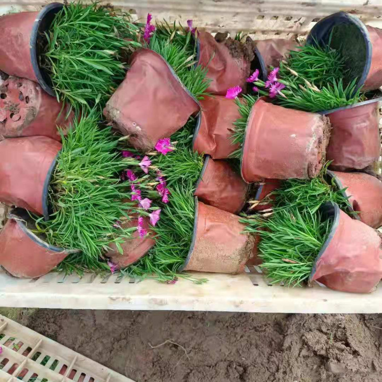 “开花草坪”欧石竹  公园绿化点缀用花  植株低矮 易成活