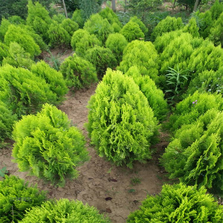山东洒金柏繁育基地 洒金柏叶色优美 洒金柏园林绿化苗木 江瑞园艺
