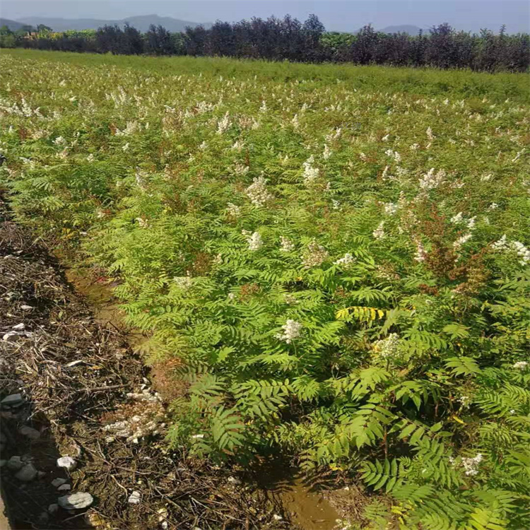 潍坊珍珠梅分枝多 大型公园种植树苗 耐修剪 树姿优美