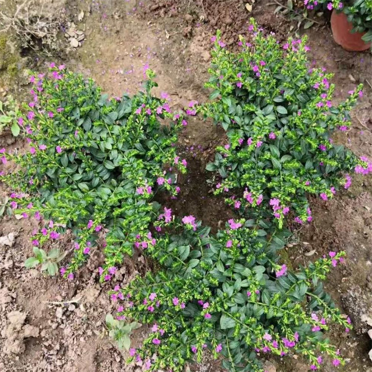 山东满天星庭院阳台种植花卉 绿化满天星盆栽花卉 花色优美 欢迎选购