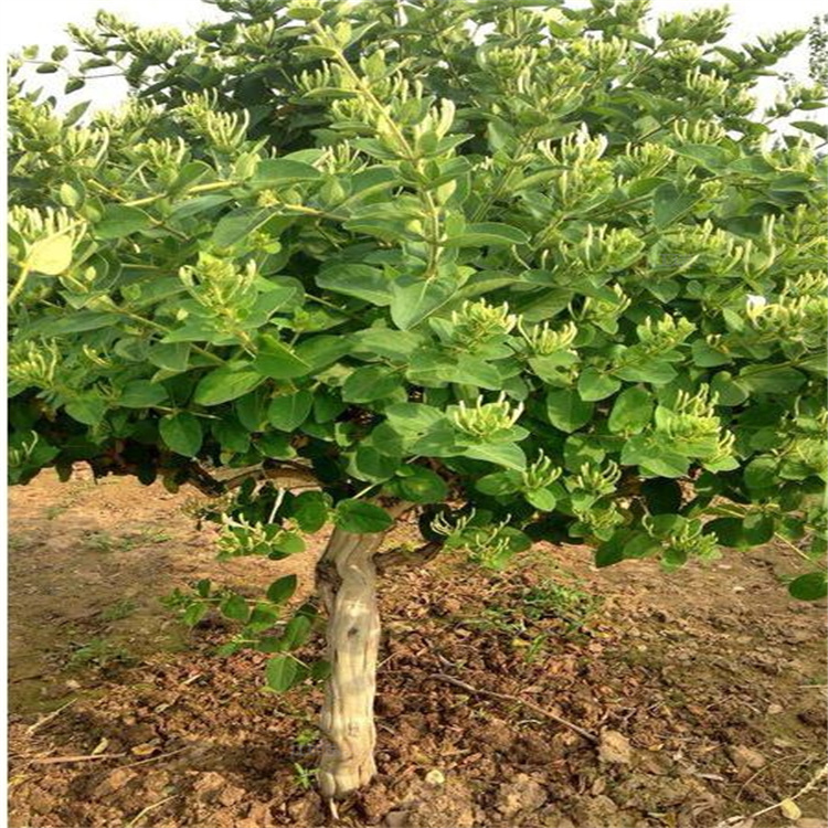 潍坊金银花盆栽花卉 金银花移栽容易 金银花基地现挖 江瑞