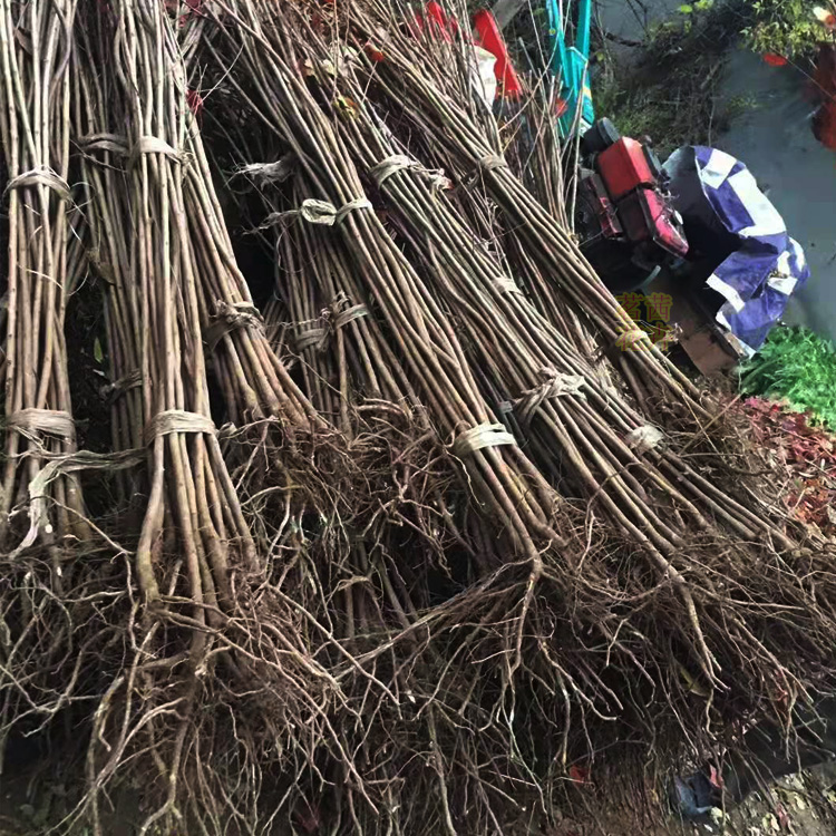 庭院观赏黄栌盆景  黄栌批发商  树形优美  品相好