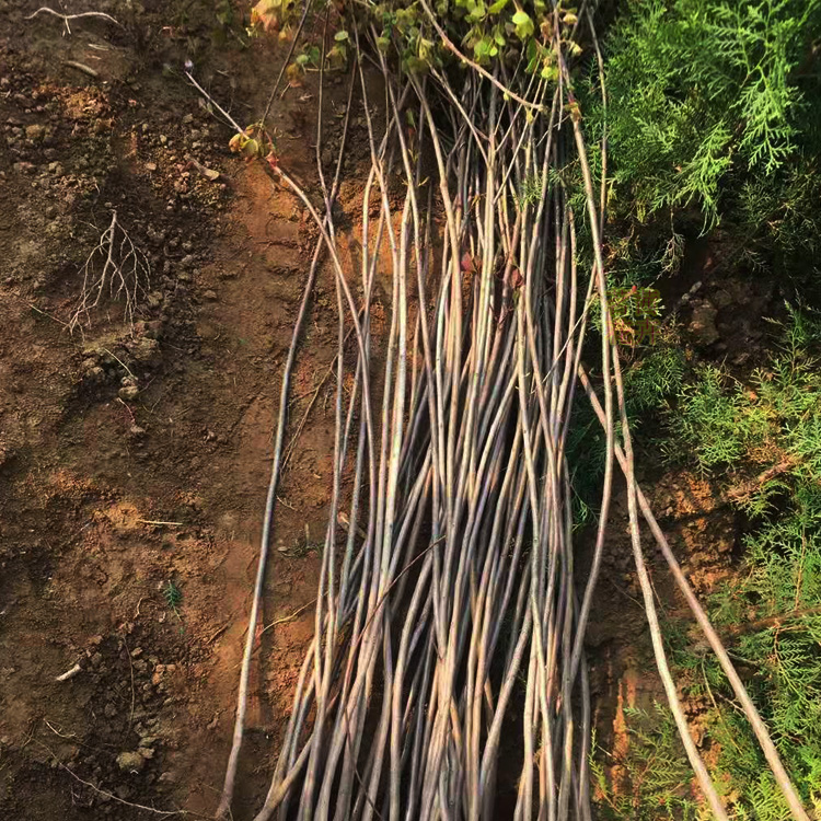 庭院观赏黄栌盆景  黄栌供应商  苗圃发货  价格优惠