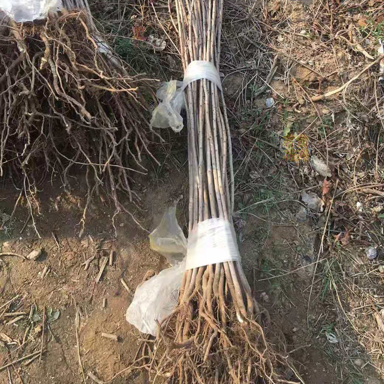 秋季观赏红叶树种  黄栌小苗报价  根系发达 长势好