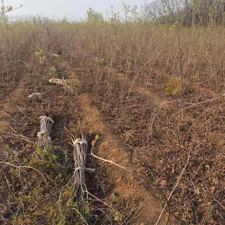街道绿化行道树种  黄栌培育基地  根系发达 长势好
