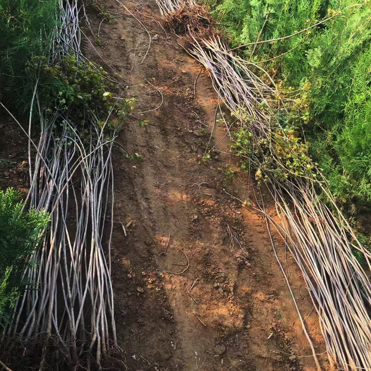 园林绿化工程用苗  黄栌基地报价  长势旺盛 移栽易成活