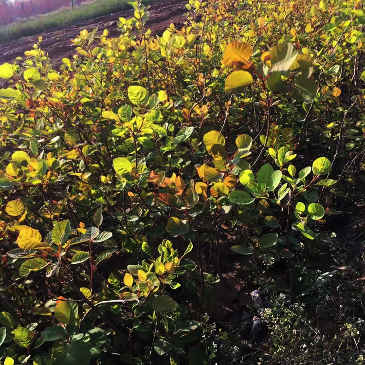 小区绿化用苗  黄栌供应商  苗圃发货  价格优惠