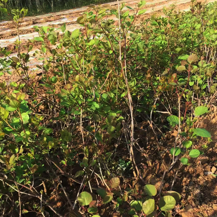 造林树种黄栌  黄栌小苗报价  苗圃发货  价格优惠