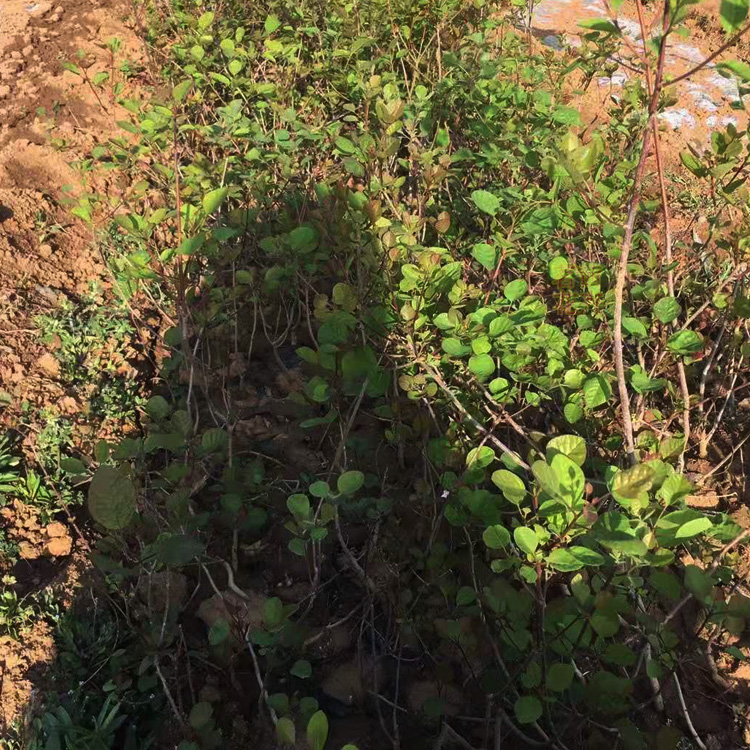 庭院观赏黄栌盆景  黄栌价格  树形优美  品相好
