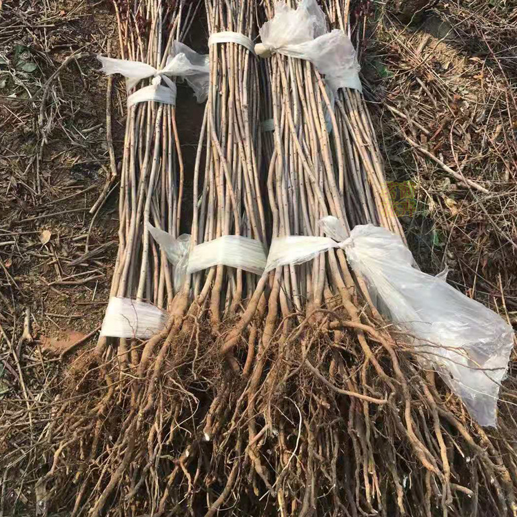 小区绿化用苗  黄栌供应商  适用性好