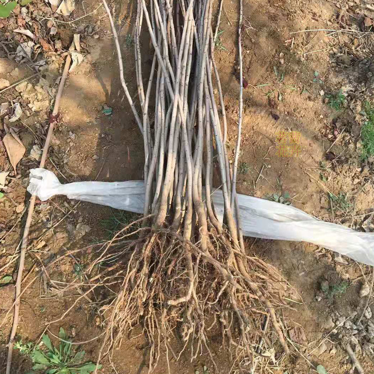 造林树种黄栌  黄栌基地报价  根系发达 长势好