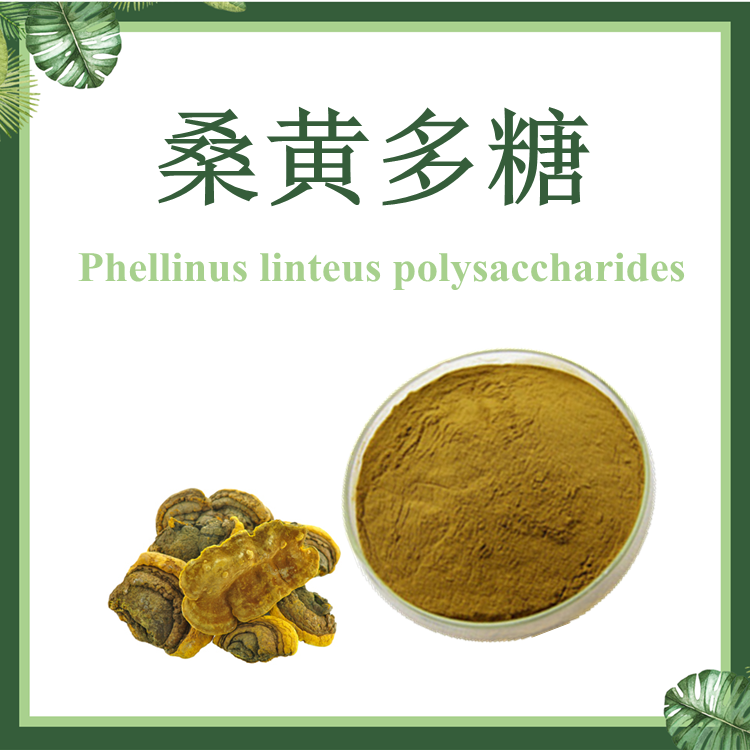 桑黄多糖 30%50% 桑黄提取物【SC厂家】桑黄粉