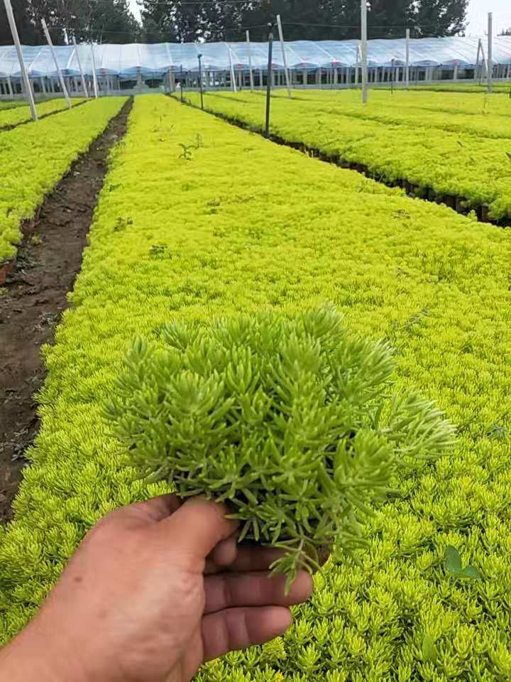 基地直供佛甲草 颖瑾花卉