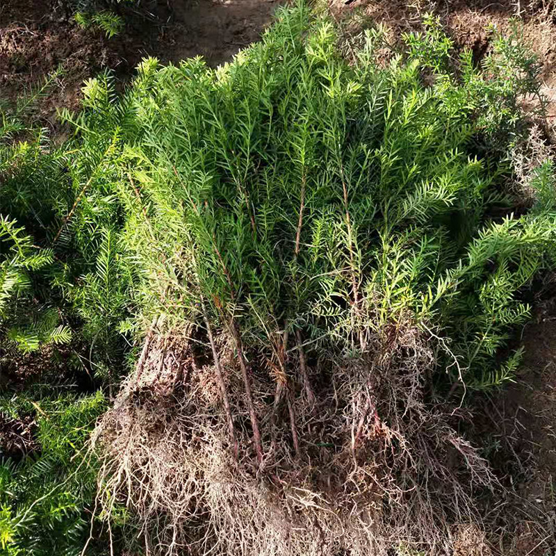 红豆杉苗批发价格 基地直销 红豆杉树苗 辽宁红豆杉苗 