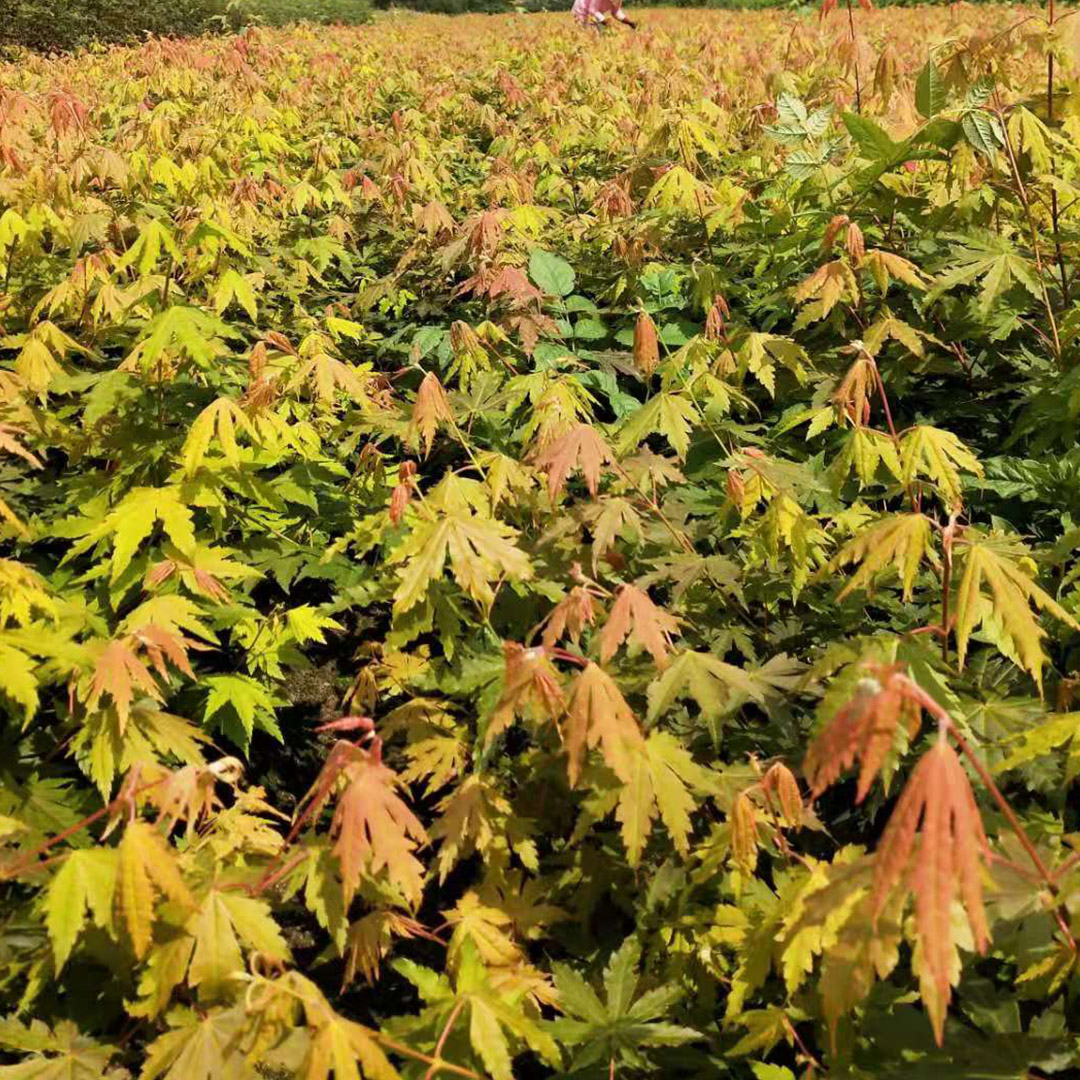 常年供应 九角枫苗 大量出售 绿化工程 九角枫小苗批发价格