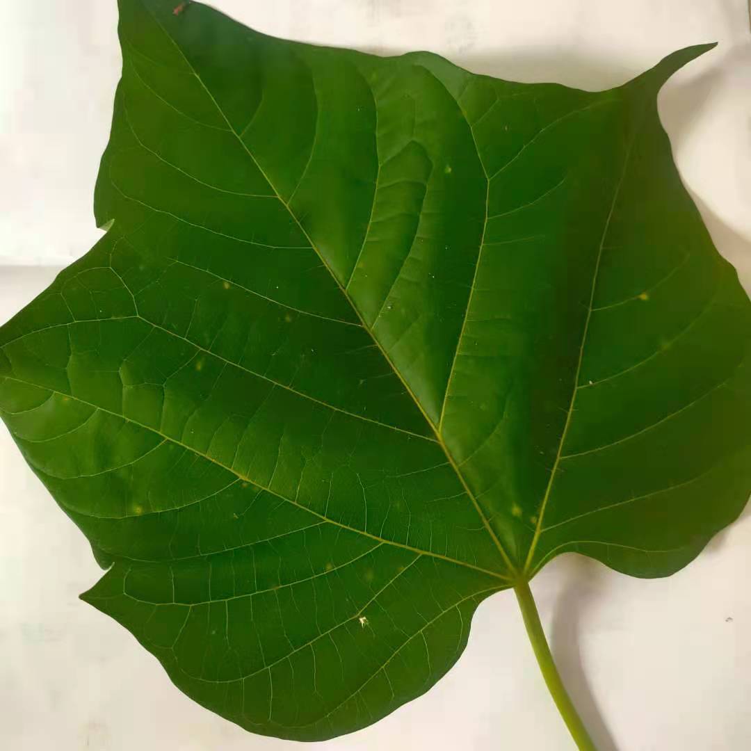 苗木种植场背后的生态密码