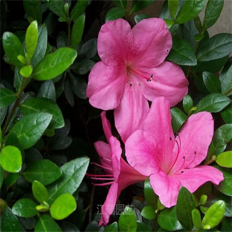 夏娟盆栽花卉 夏娟树繁叶茂 公园绿化用夏娟 欢迎咨询