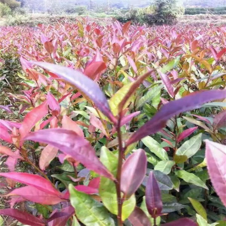 紫娟批发基地 毛鹃出售价格 杜鹃四季常青 夏娟基地直发 江瑞园艺