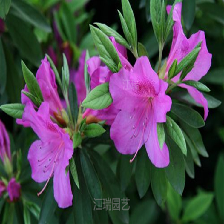 山东毛鹃规格齐全 毛鹃围墙庭院绿化用苗 毛鹃花姿优美 江瑞园艺