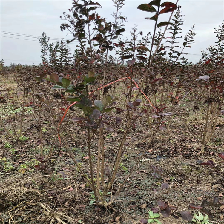 山东天鹅绒紫薇苗圃现挖 盆栽天鹅绒紫薇繁育基地 江瑞园艺