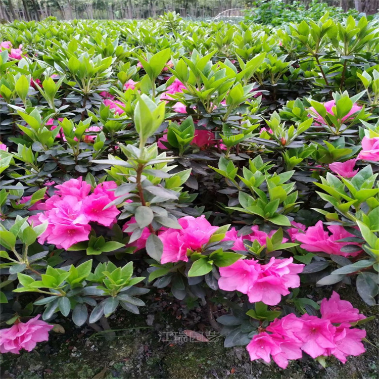 山东春鹃批发基地 春鹃花姿优美 春鹃花坛种植花卉 江瑞园艺