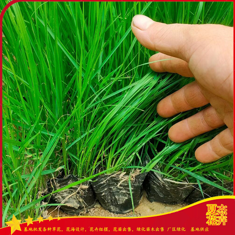山东白穗狼尾草价格  白穗狼尾草种植厂家  白穗狼尾草出售