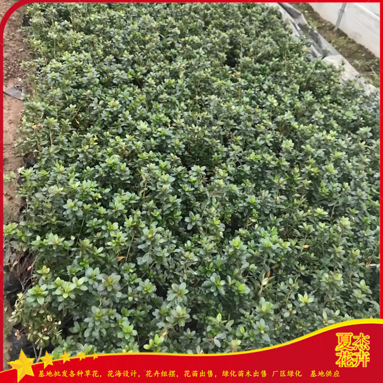 青州春娟种植基地 春娟批发出售  春娟供货商