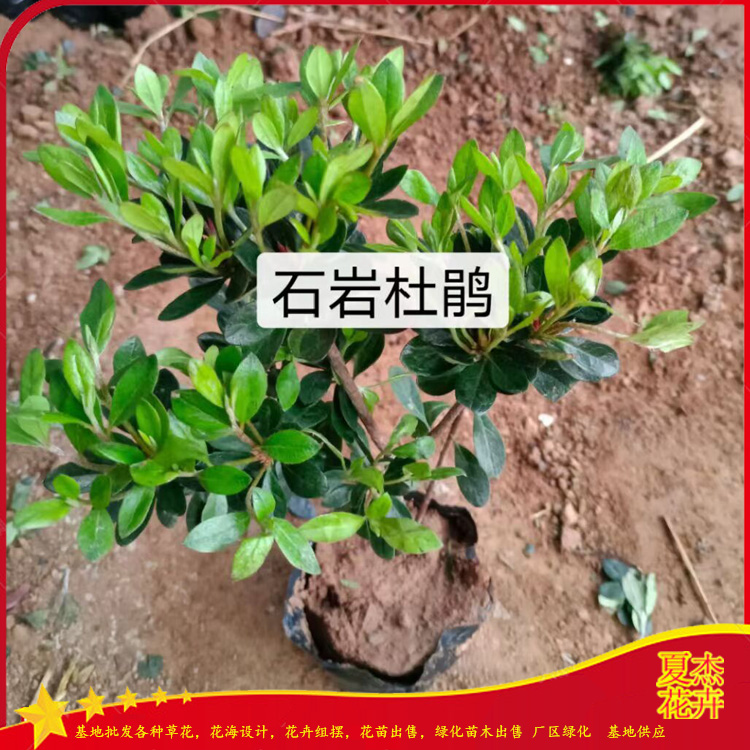 青州石岩杜鹃批发  石岩杜鹃种植厂家 石岩杜鹃价格