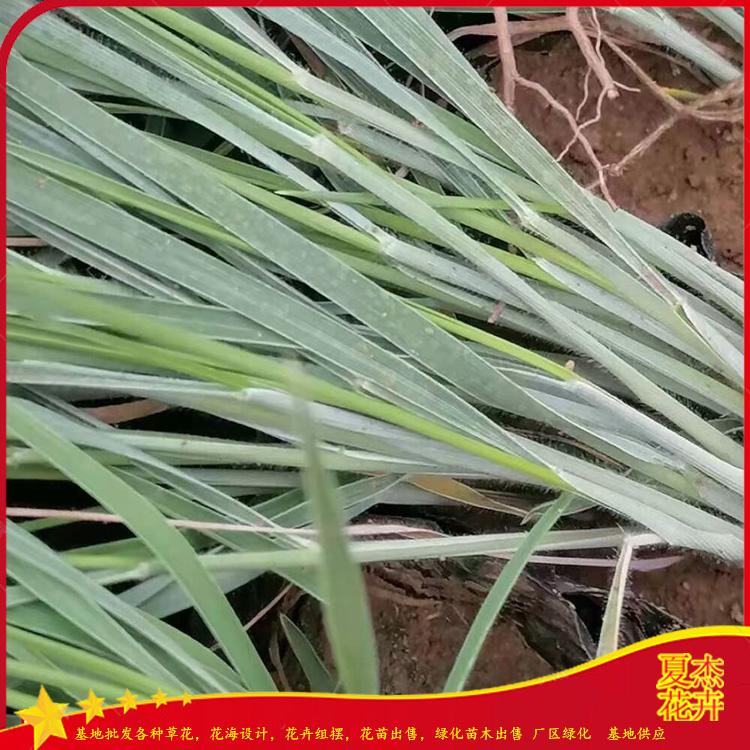 蜜糖草价格 蜜糖草批发 蜜糖草种植基地 夏杰观赏草