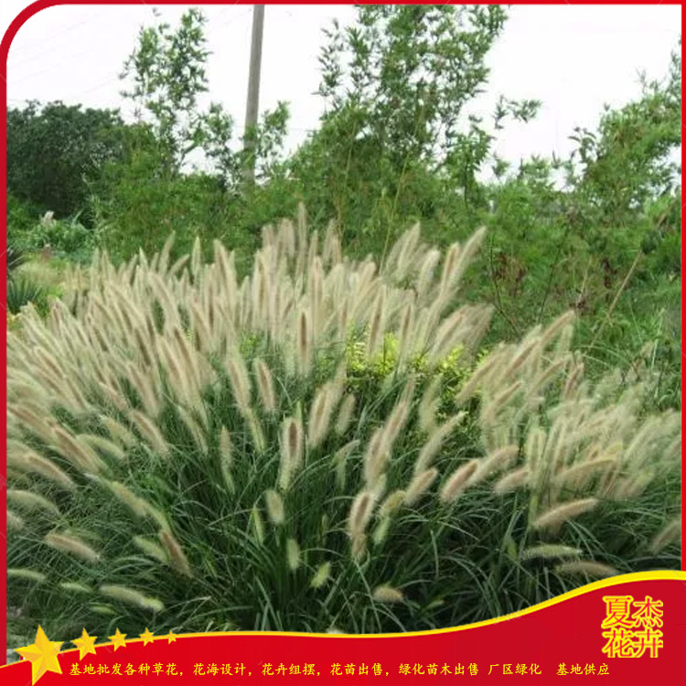 白穗狼尾草批发 白穗狼尾草种植基地 白穗狼尾草价格 夏杰观赏草基地