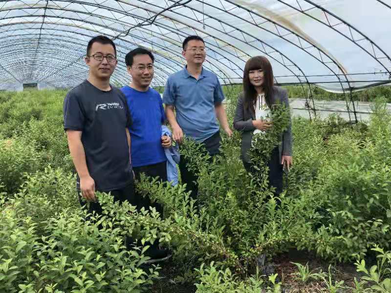 钙果苗 黑龙江省果蒂源<em>食品</em>有限公司 果树 灌木植物 供应 基地