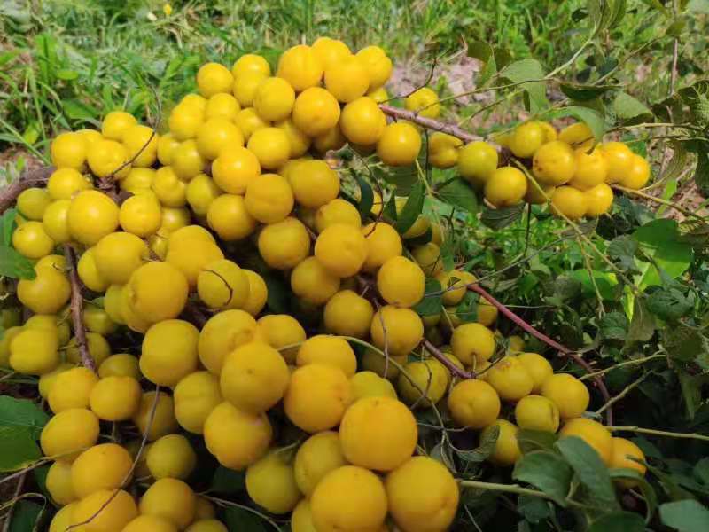 钙果苗 黑龙江省果蒂源<em>食品</em>有限公司 树苗 基地 供应 高产