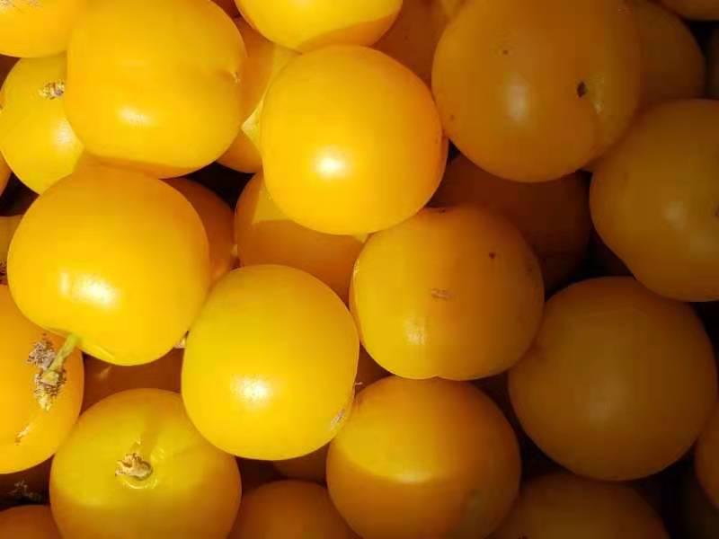 钙果苗 黑龙江省果蒂源<em>食品</em>有限公司 树苗 基地 批发 培育
