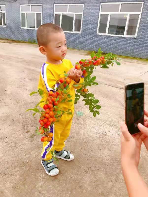 钙果苗 黑龙江省果蒂源<em>食品</em>有限公司 果树 灌木植物 供应 多品种