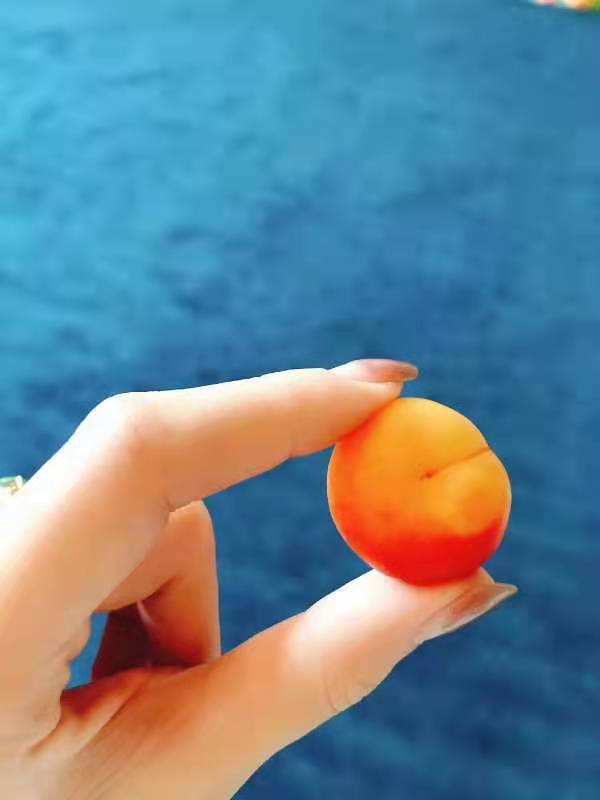 钙果苗 黑龙江省果蒂源<em>食品</em>有限公司 树苗 抗寒 厂家 种植技术