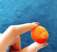钙果苗 黑龙江省果蒂源<em>食品</em>有限公司 树苗 抗寒 厂家 种植技术